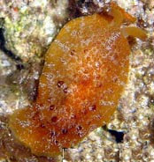 Photo: M. Levin; Surf to the Sea Slugforum